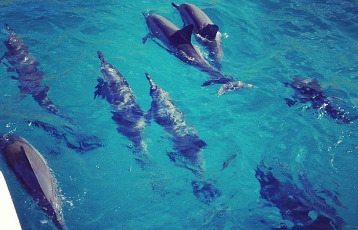 dolphins-having-fun