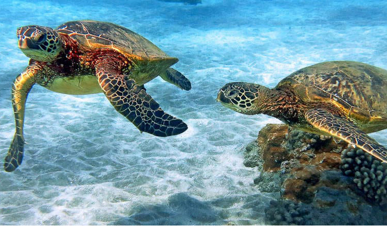 green-sea-turtle-couple