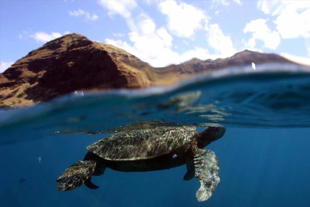 green-sea-turtle-snorkeling