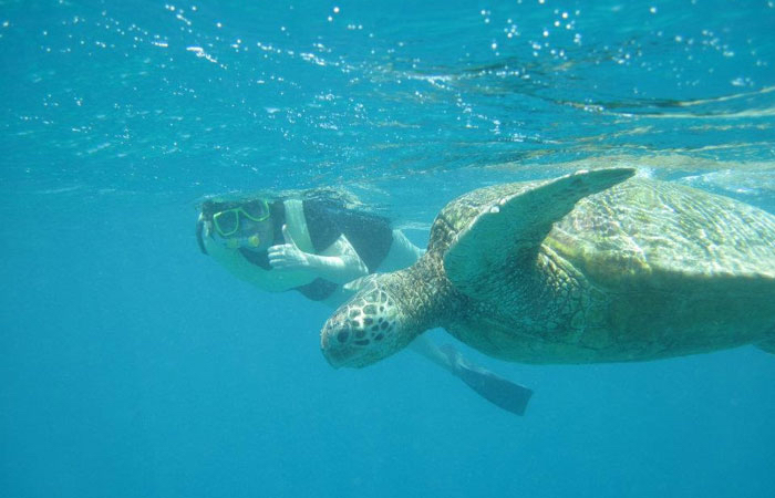 green-sea-turtles-guaranteed