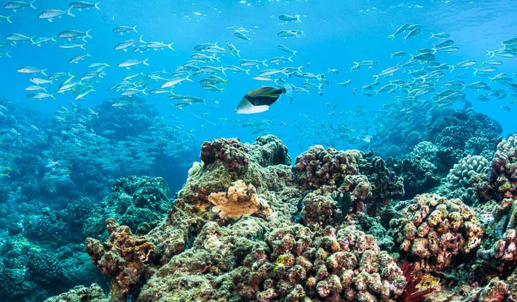 humuhumunukunukuapuaa-coral