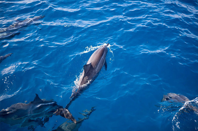 marine-wild-life-dolphin