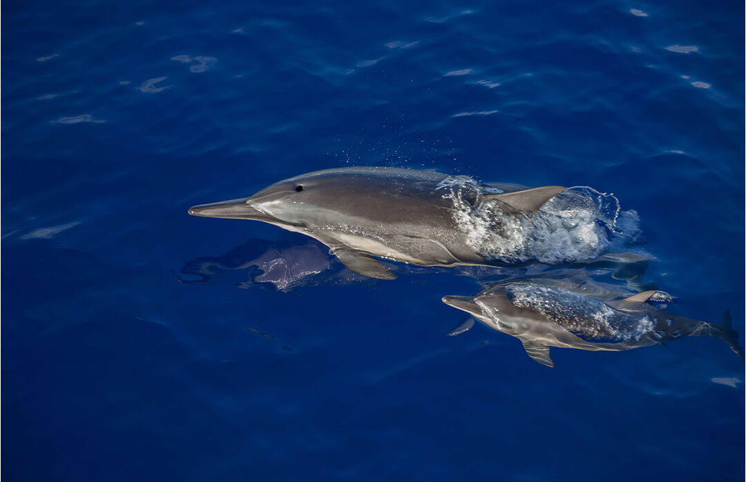 mother-dolphin-calf