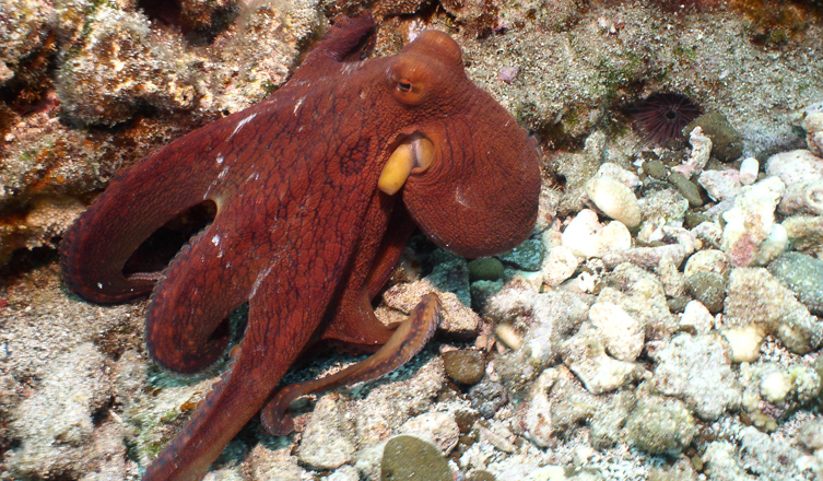 octopus-coral-gardens