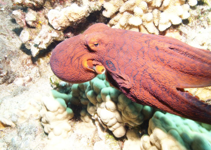 octopus-coral-reef