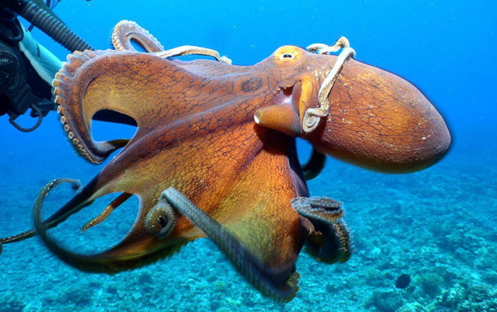 octopus-curious-diver