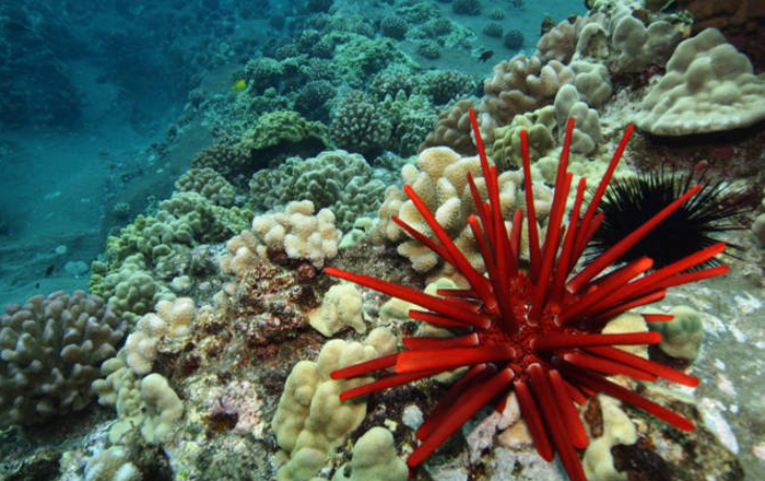 pencil-sea-urchin