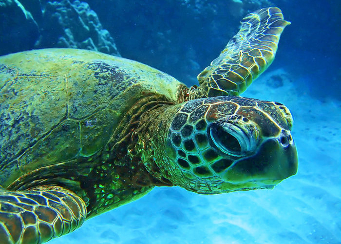 sea-turtle-green-close-up
