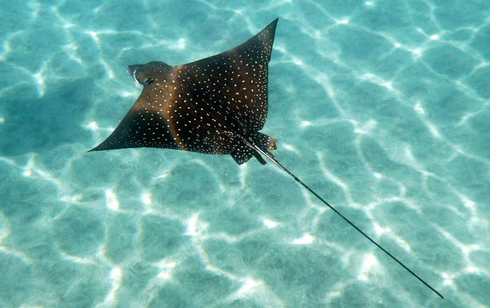 spotted-eagle-ray