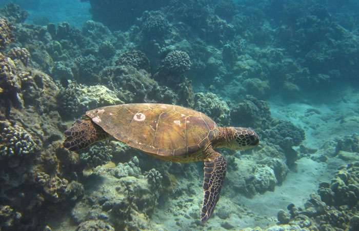 warm-waters-turtle