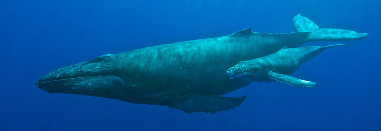 A mother whale and her calf in the waters off Kailua-Kona Hawaii